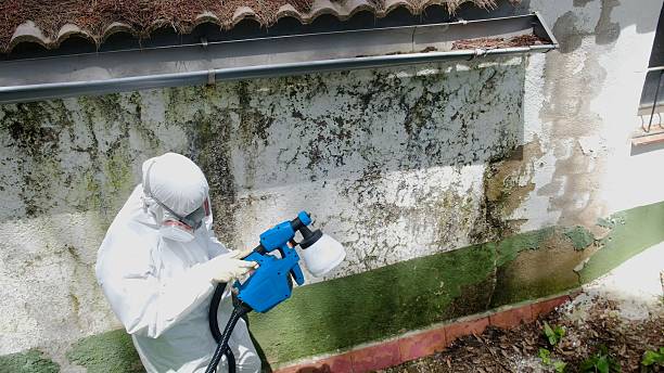 Top rated local Mold Remediation specialists in Ruskin, FL